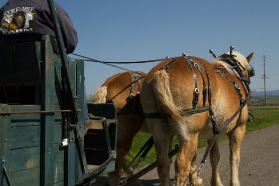 untitledNov 12_-241DGoldens