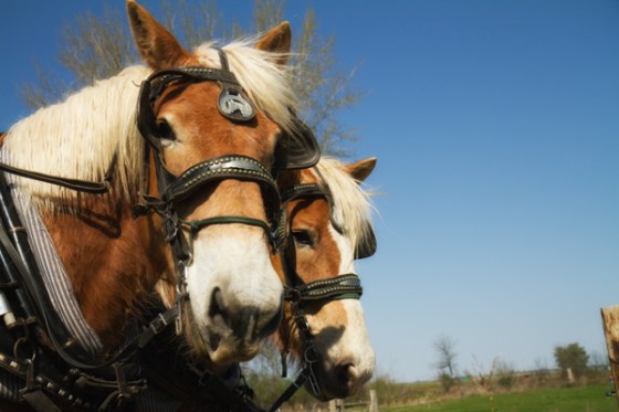 untitledNov 12_-246-EditDGoldens