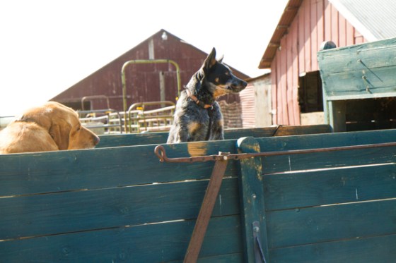 untitledNov 12_-88DGoldens