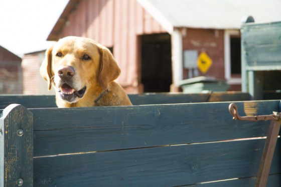 untitledNov 12_-95DGoldens