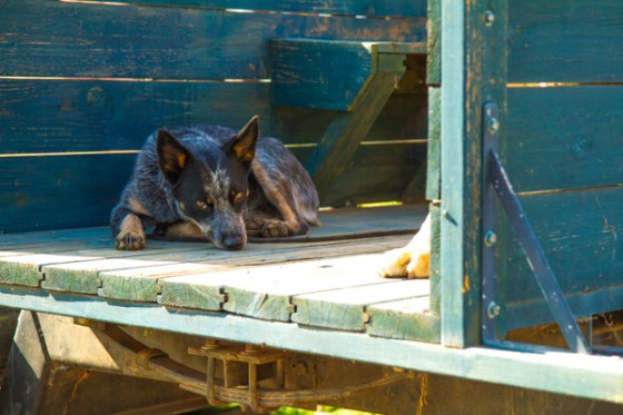 untitledNov 12_-97DGoldens