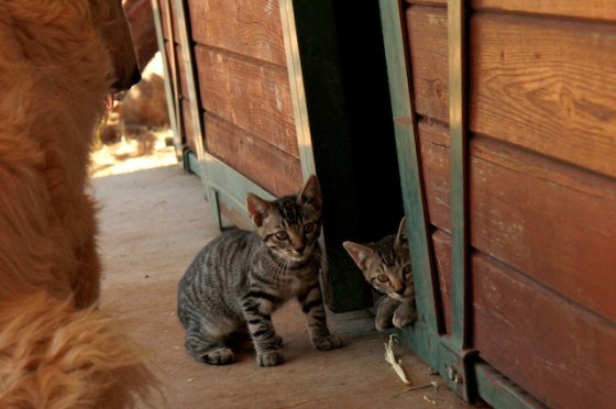 Run for Your Life153