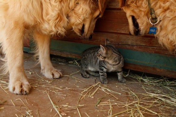 Run for Your Life165