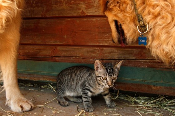 Run for Your Life167