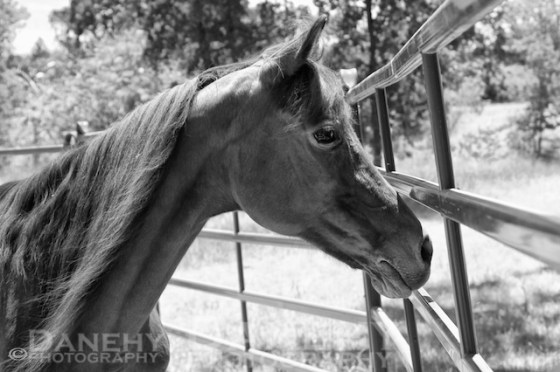 IMG_0230 - Version 2 copy