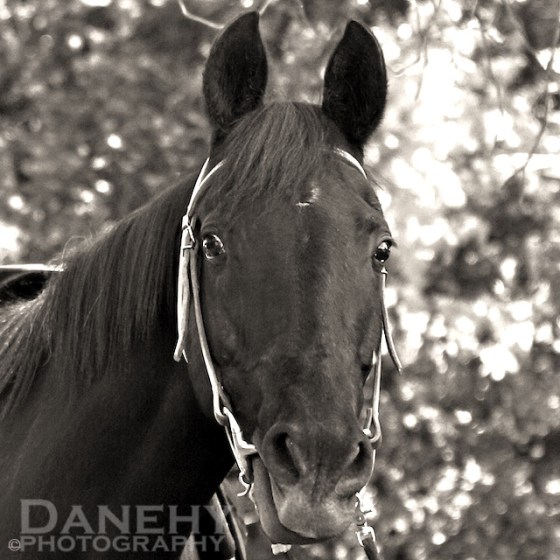 IMG_9276 - Version 2 - Version 2 copy