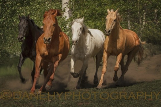 Ace in the Hole11 (1)