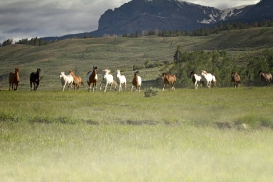 Ace in the Hole90 (1)