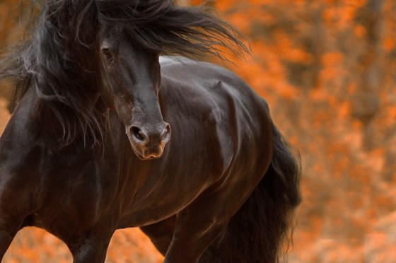 _MG_0950 - Version 2 - Version 2