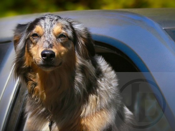 Truck Dog (5) - Version 2