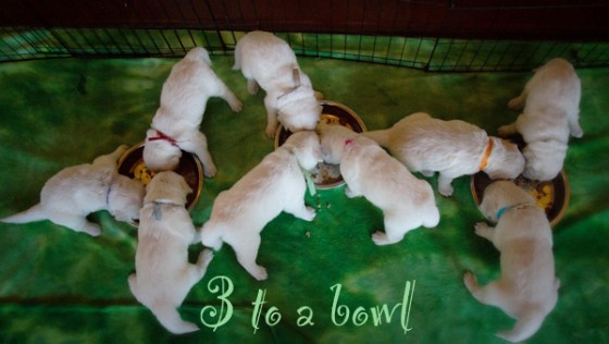 3 to a bowlpsd