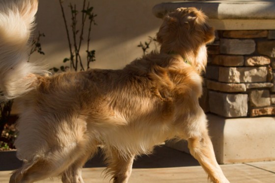 Across The Great Divide-39