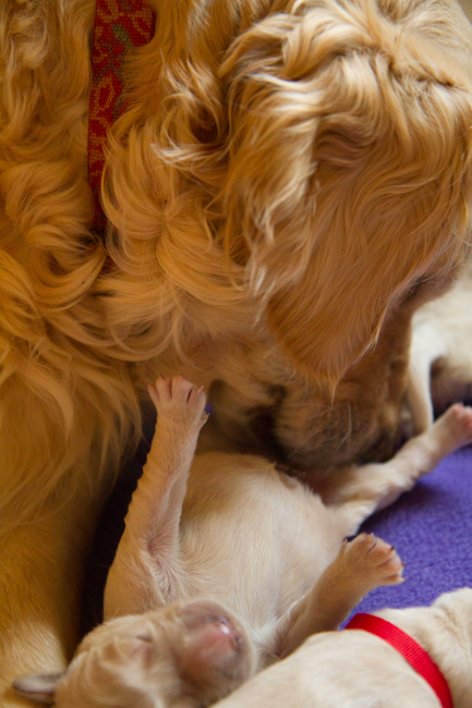 Across The Great Divide-6