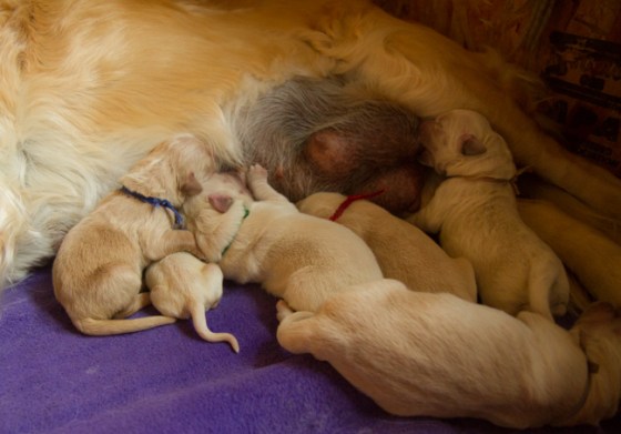 Across The Great Divide-7