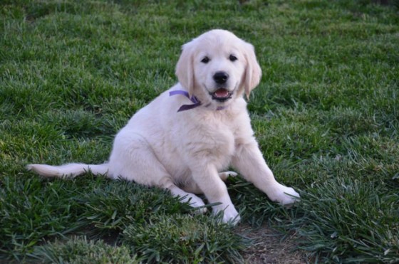 1926901_10202437102542679_1402285804_n