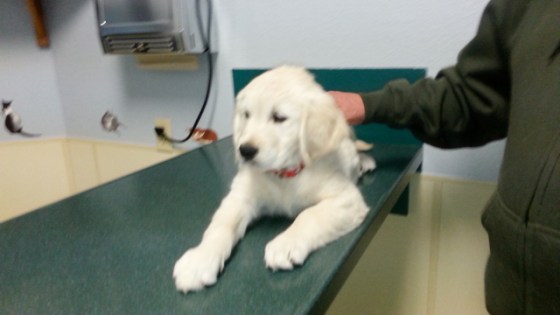 My first vet visit.