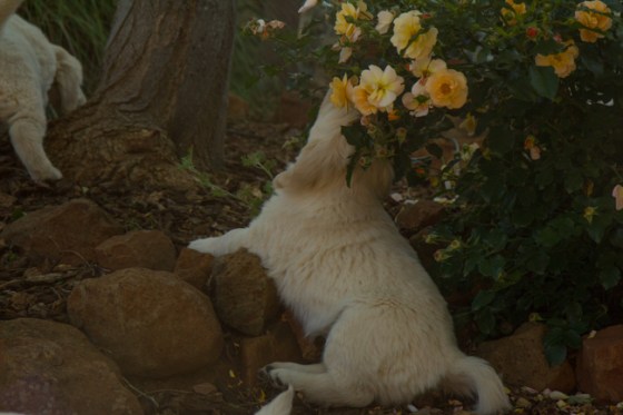 Surrounded by Beauty-13