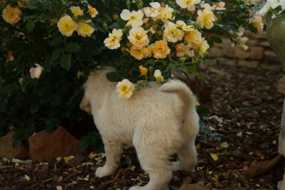 Surrounded by Beauty-20