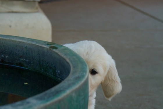 Surrounded by Beauty-2