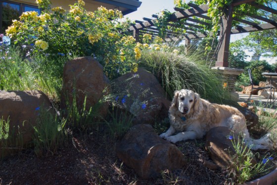 Surrounded by Beauty-23