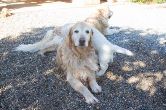 Surrounded by Beauty-24