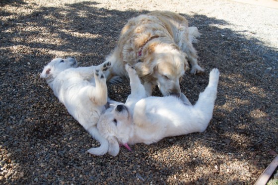 Surrounded by Beauty-33