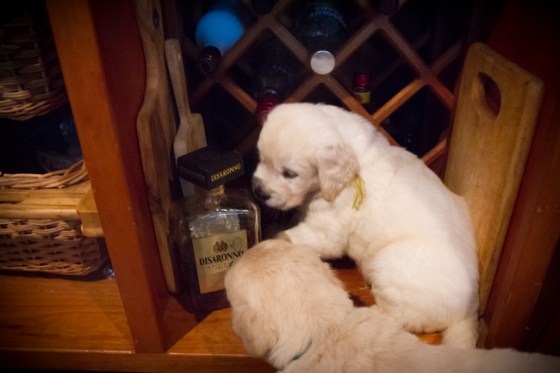 Surrounded by Beauty-39