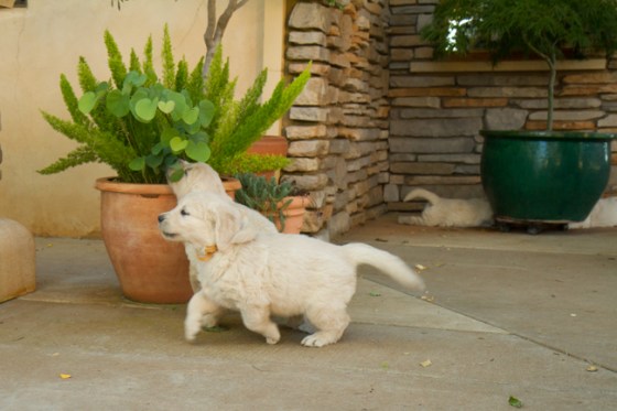 Surrounded by Beauty-39