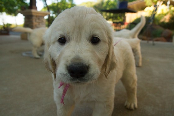 Surrounded by Beauty-43