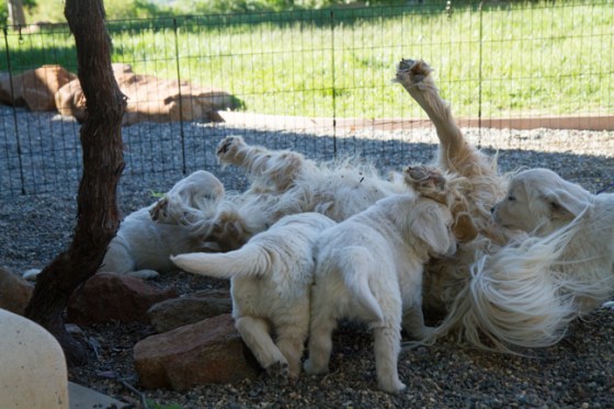 Surrounded by Beauty-6